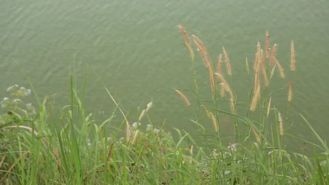 Grass flower blows with the wind beside the lake Stock Footage 117978675