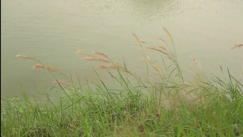 Grass flower blows with the wind beside the lake Stock Footage 117978734