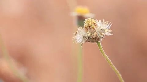 Grass flower on blur background Video stock 171412499