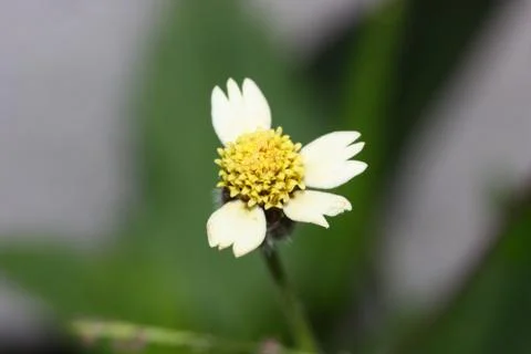 Grass flower blur background Stock Photos