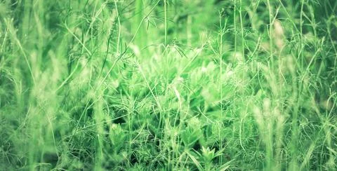 Grass flower with bokeh light spring nature relax background Stock Photos