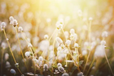 Grass flower ,Close up soft focus a little wild flowers grass in sunrise and Stock Photos