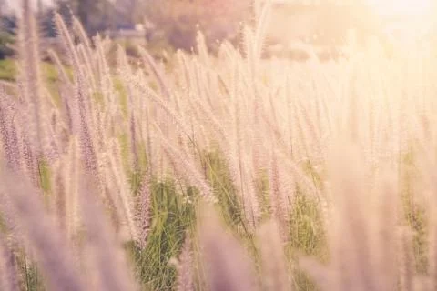 Grass flower ,Close up soft focus a little wild flowers grass in sunrise and Stock Photos
