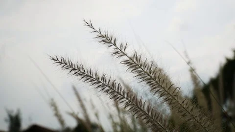 Grass flower in the cloudy day Stock Footage 104582594