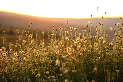 Grass flower with evening light Stock Photos