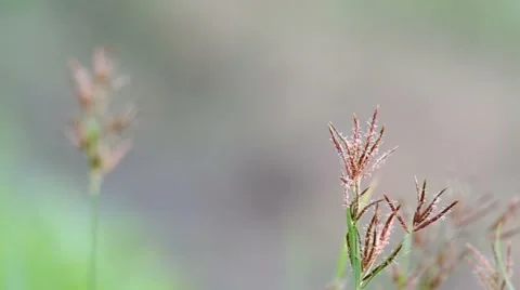 Grass flower in the field Stock Footage 52143226