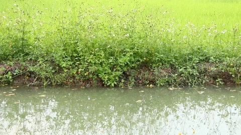 Grass flower in the field Stock Footage 87062588