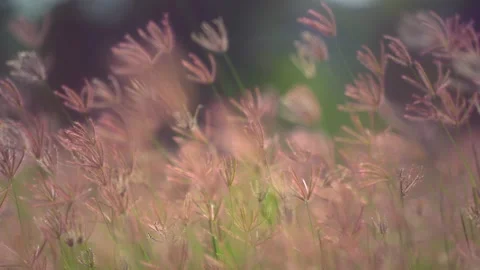 Grass flower field moving on windy, beautiful nature in countryside on sunny 库存影片 141382425