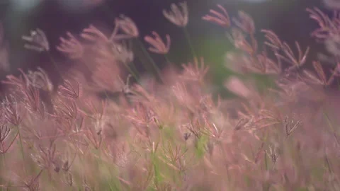 Grass flower field moving on windy, beautiful nature in countryside on sunny Vídeos de archivo 141382508