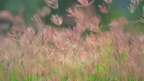 Grass flower field moving on windy, beautiful nature in countryside on sunny 库存影片 141382559