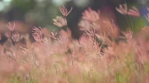 Grass flower field moving on windy, beautiful nature in countryside on sunny Stock Footage 141382682