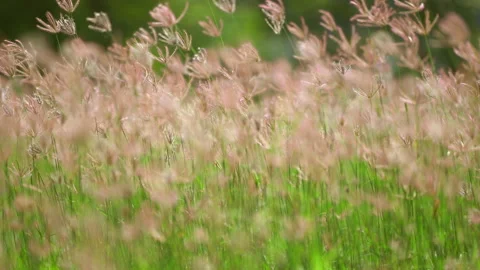Grass flower field moving on windy, beautiful nature in countryside on sunny Видео 141384861
