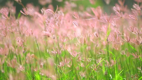 Grass flower field moving on windy, beautiful nature in countryside on sunny 스톡 동영상 141384890