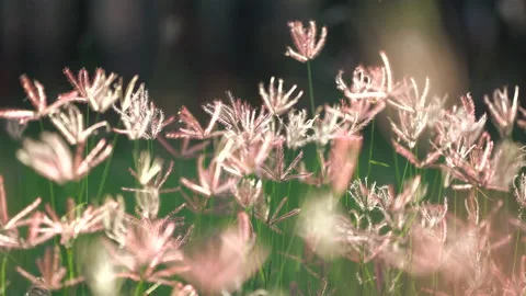 Grass flower field moving on windy, beautiful nature in countryside on sunny Stock Footage 141697710