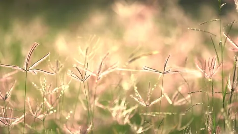 Grass flower field moving on windy, beautiful nature in countryside on sunny Stock Footage 141698765