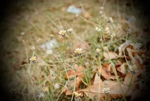 Grass flower in the field. Stock Photos