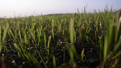 Grass Flower Field With Soft Sunlight For Background Stock Footage 154165111