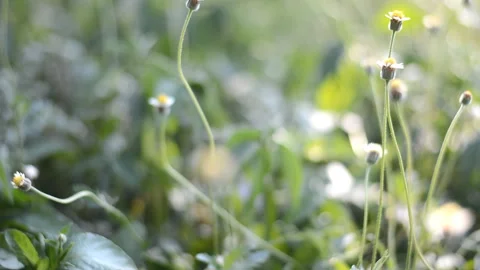 Grass flower in field with sunset light Stock Footage 132614177