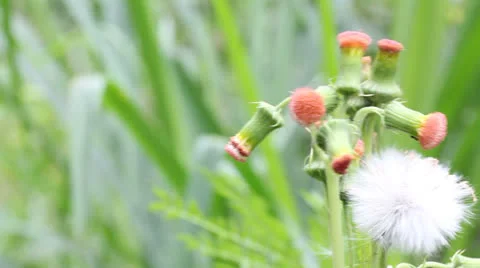 Grass flower Stock Footage 25914388