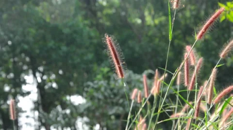 Grass flower Stock Footage 33802107