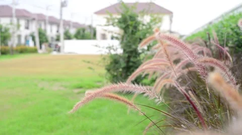 Grass flower Stock Footage 51198940