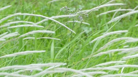 Grass flower Stock Footage 66244801