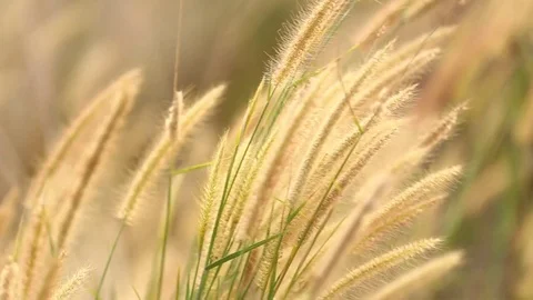 Grass flower. Stock Footage 77415137