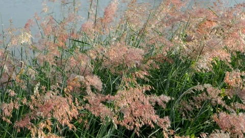 Grass flower Video stock 104230927
