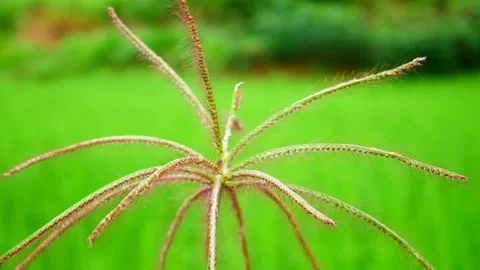 Grass flower Stock Footage 161769308