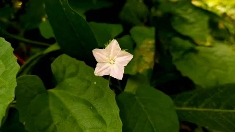 Grass flower Stock Footage 210277637