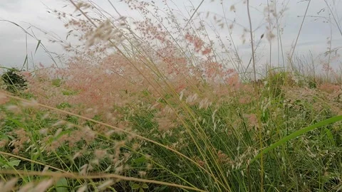 Grass flower Stock Footage 230588766
