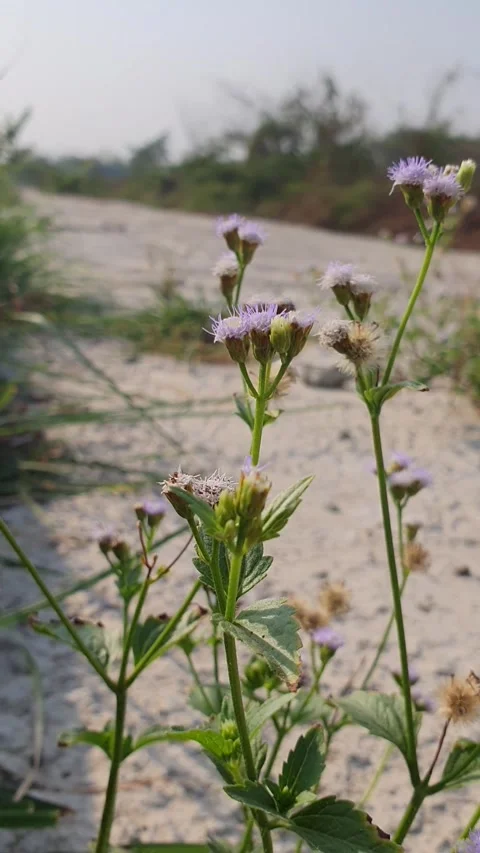 Grass flower Stock Footage 254363175