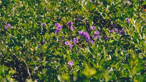 Grass with flower in garden Stock Footage 122272522