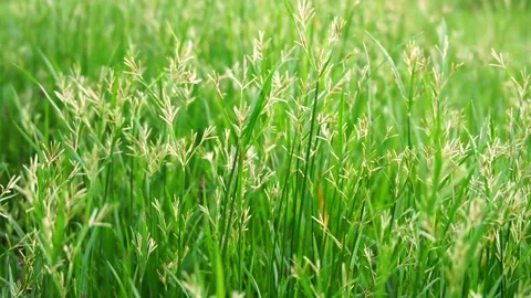 The grass flower hits the wind, making it clear and blurry, giving the feeling o Stock Footage 171752093