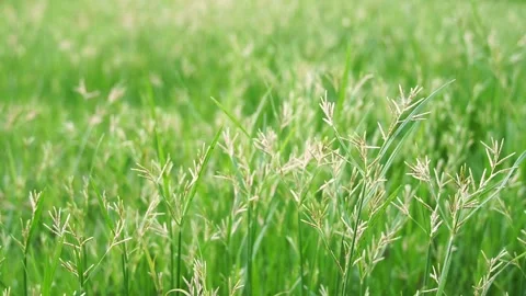 The grass flower hits the wind, making it clear and blurry, giving the feeling o Stock Footage 171752131