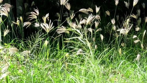 The grass flower hits the wind, making it clear and blurry, giving the feeling o 스톡 동영상 196685654