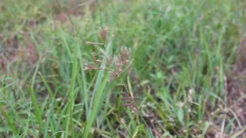 Grass Flower Inflorescence Field Macro Stock-Footage 329402293