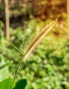 Grass flower with morning sunlight Stock Photos