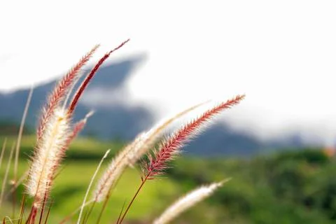Grass flower with mountain background Stock Photos