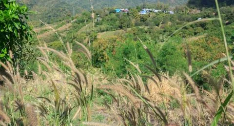 Grass flower on the mountain Stock Photos