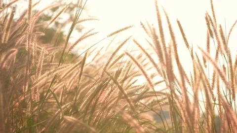 The grass flower moved slowly as the wind strength in the meadow. Stock Footage 124782965