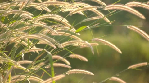 The grass flower moved slowly as the wind strength in the meadow. Stock Footage 124783005