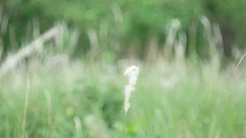 Grass flower moving with wind, for background and textured Stock Footage 131935745