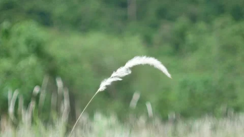 Grass flower moving with wind, for background and textured Stock Footage 131935762