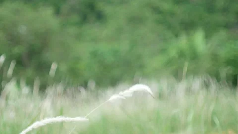 Grass flower moving with wind, for background and textured Stock Footage 131935764