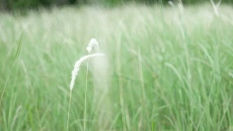 Grass flower moving with wind, for background and textured Stock Footage 131935904