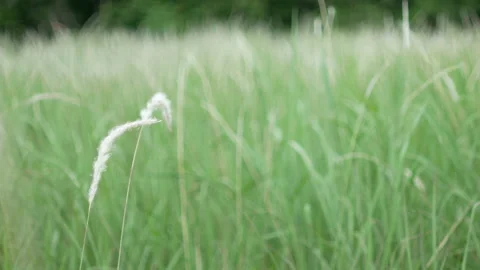 Grass flower moving with wind, for background and textured Stock Footage 131937051