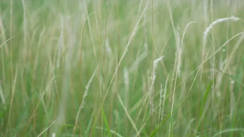 Grass flower moving with wind, for background and textured Stock Footage 131937110