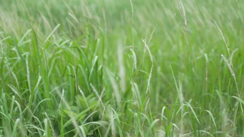 Grass flower moving with wind, for background and textured Stock Footage 131937145