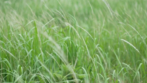 Grass flower moving with wind, for background and textured Stock Footage 131937745